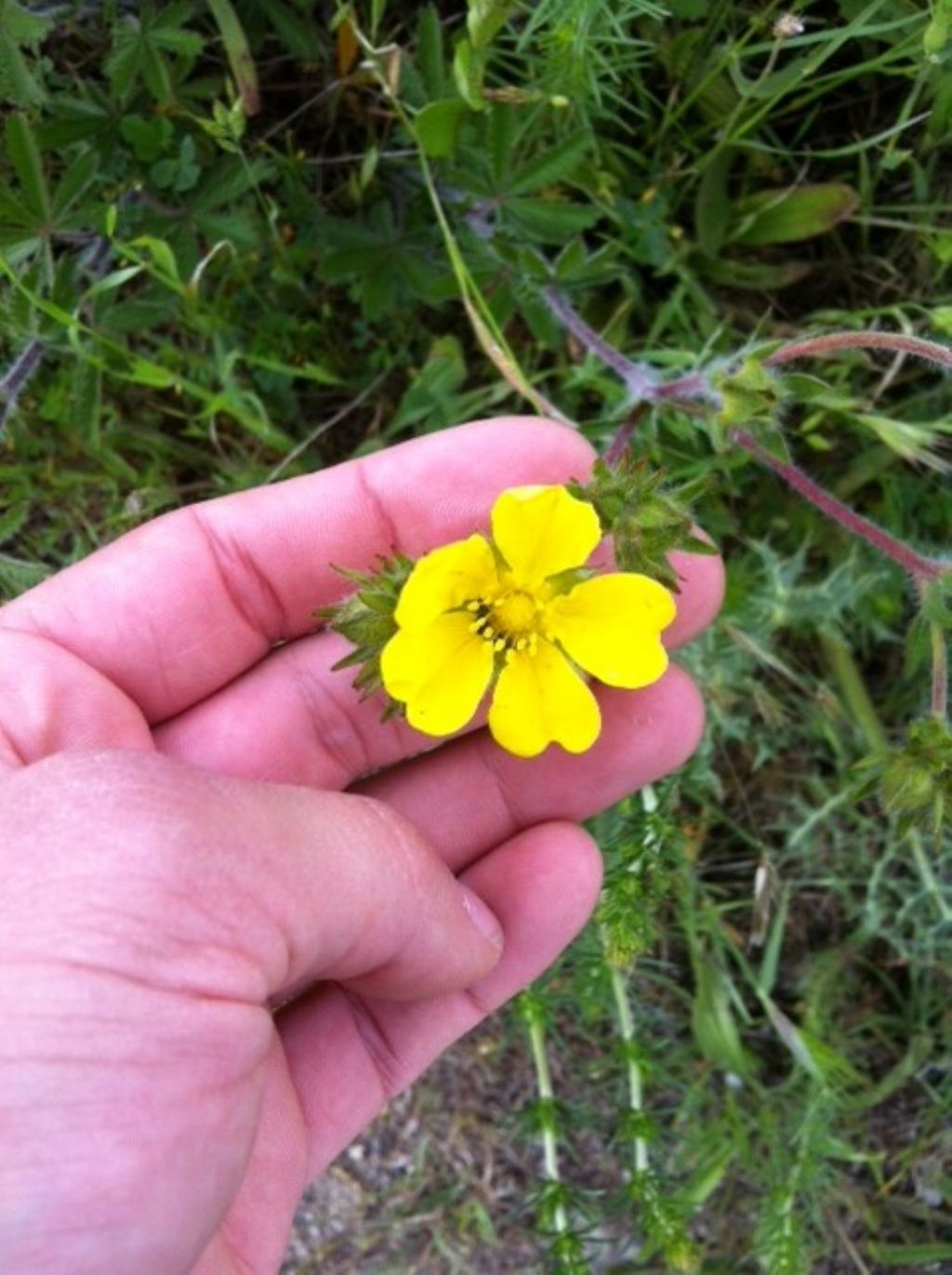 da identificare 2 - Potentilla cfr. pedata